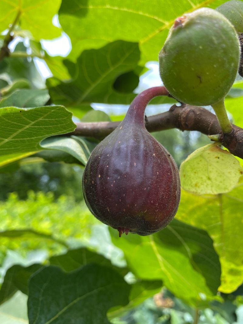 Fig Trees