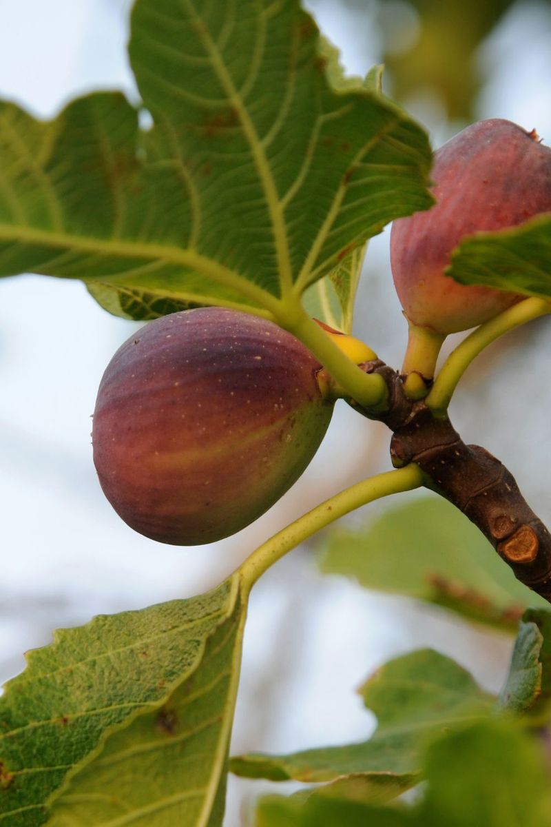 Fig