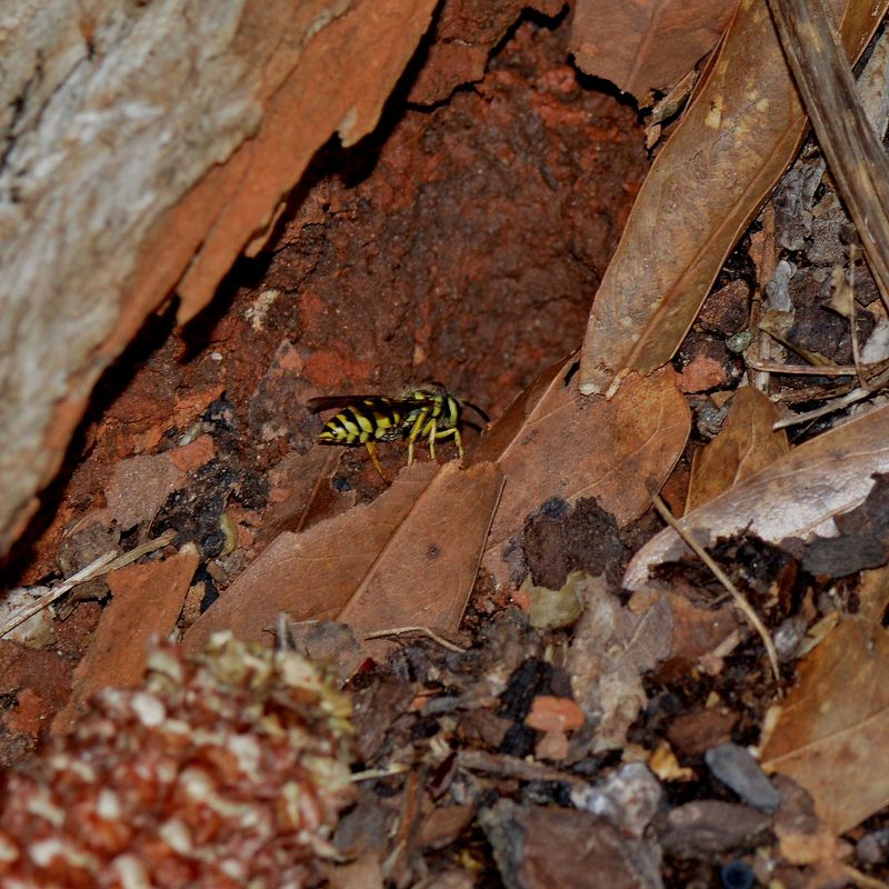 Find the Risk, Not Just the Insects