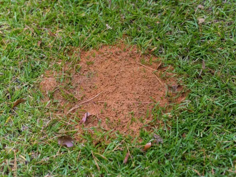 Find the mound before the foot finds it