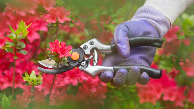 Finish All Pruning by Early July Finish All Pruning by Early July