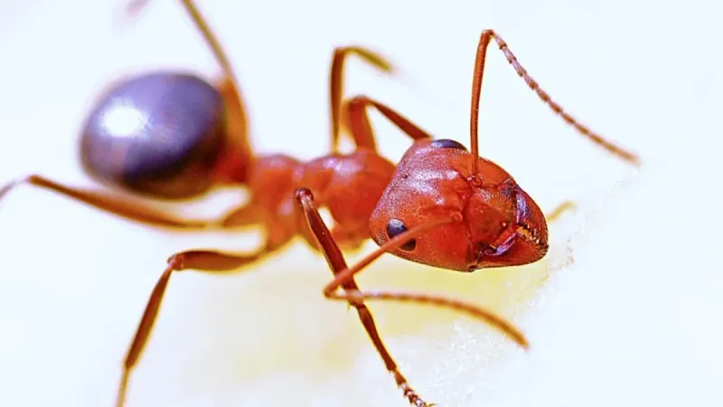 Fire Ants Starting Small Before Mounds Grow Fire Ants Starting Small Before Mounds Grow