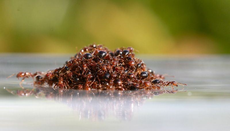 Fire Ants Fire Ants