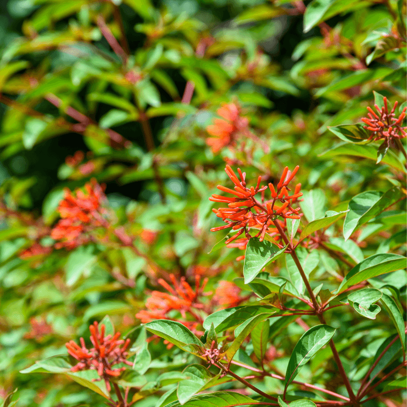 Firebush Firebush