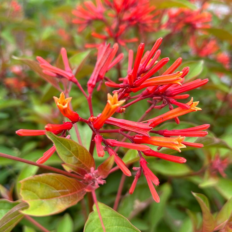 Firebush Firebush