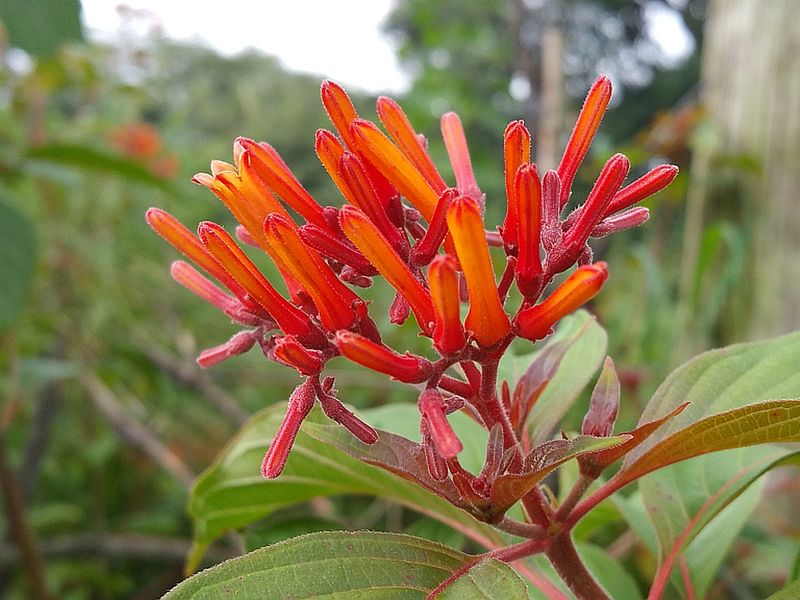 Firebush