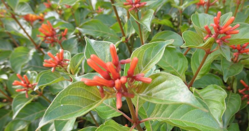 Firebush Firebush