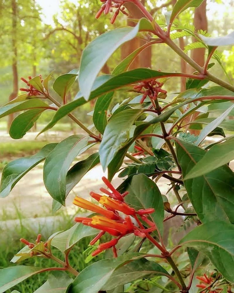 Firebush