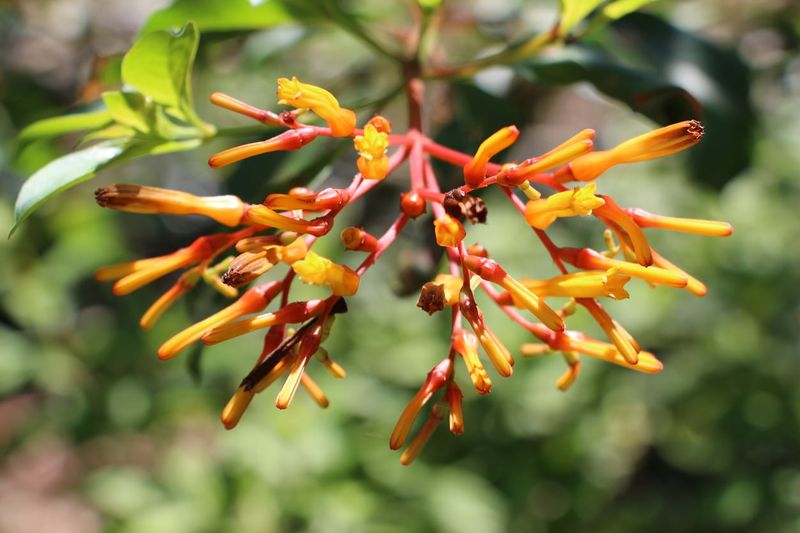 Firebush
