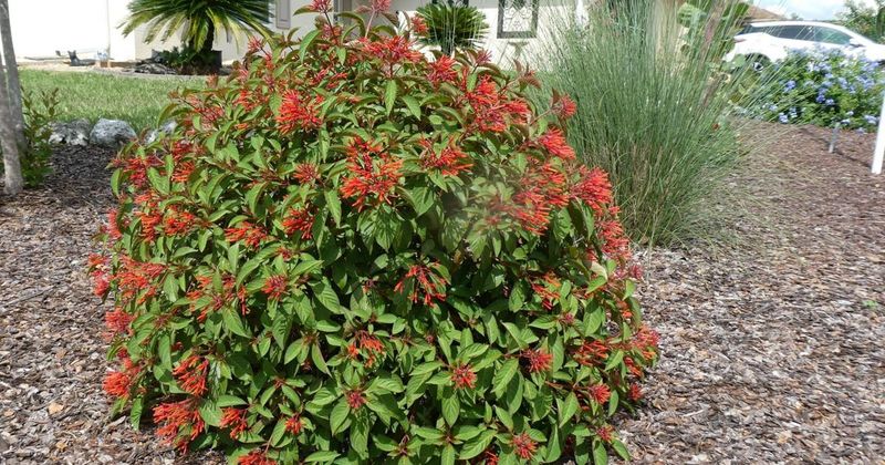 Firebush