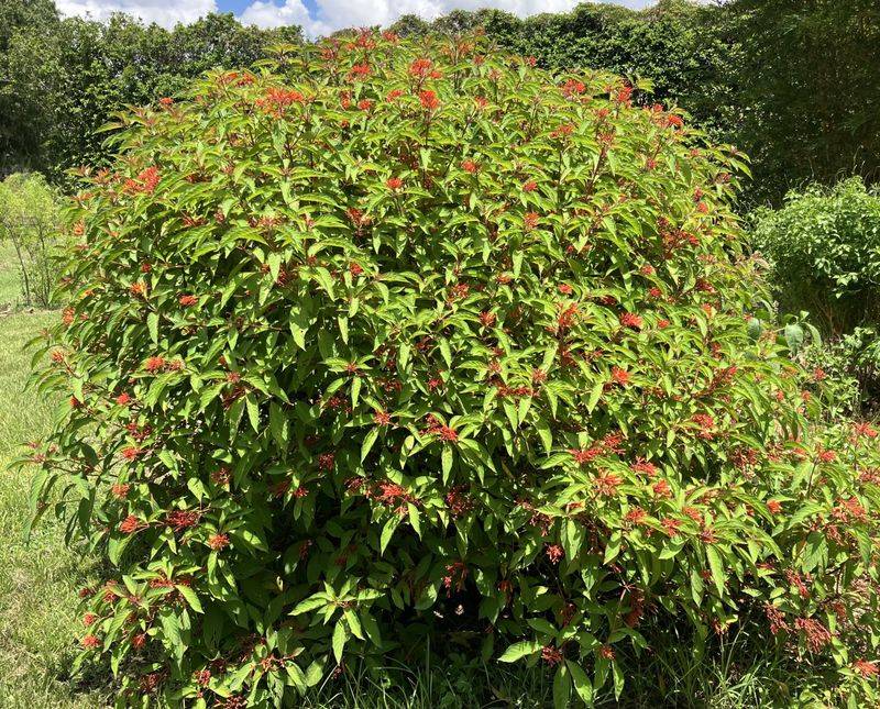 Firebush Firebush