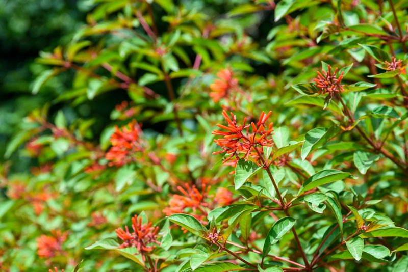 Firebush Firebush