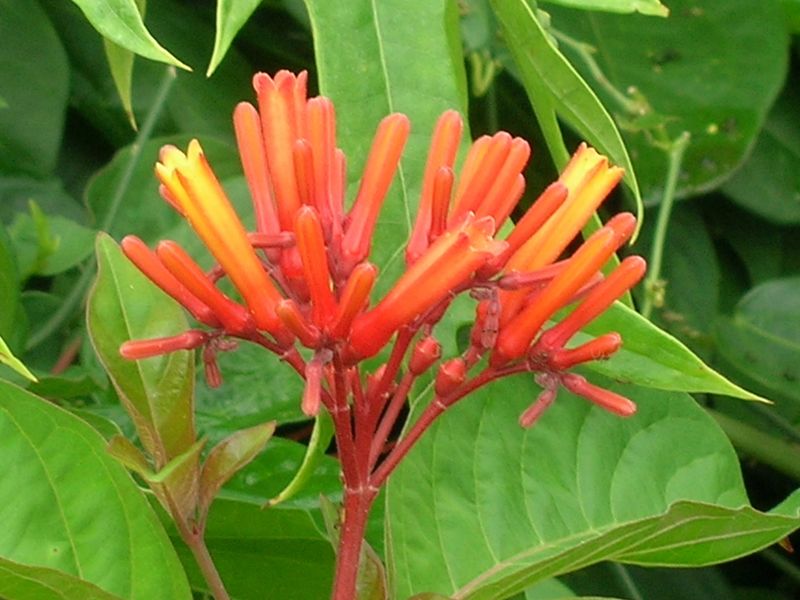 Firebush Adds a Strong Regional Nectar Option