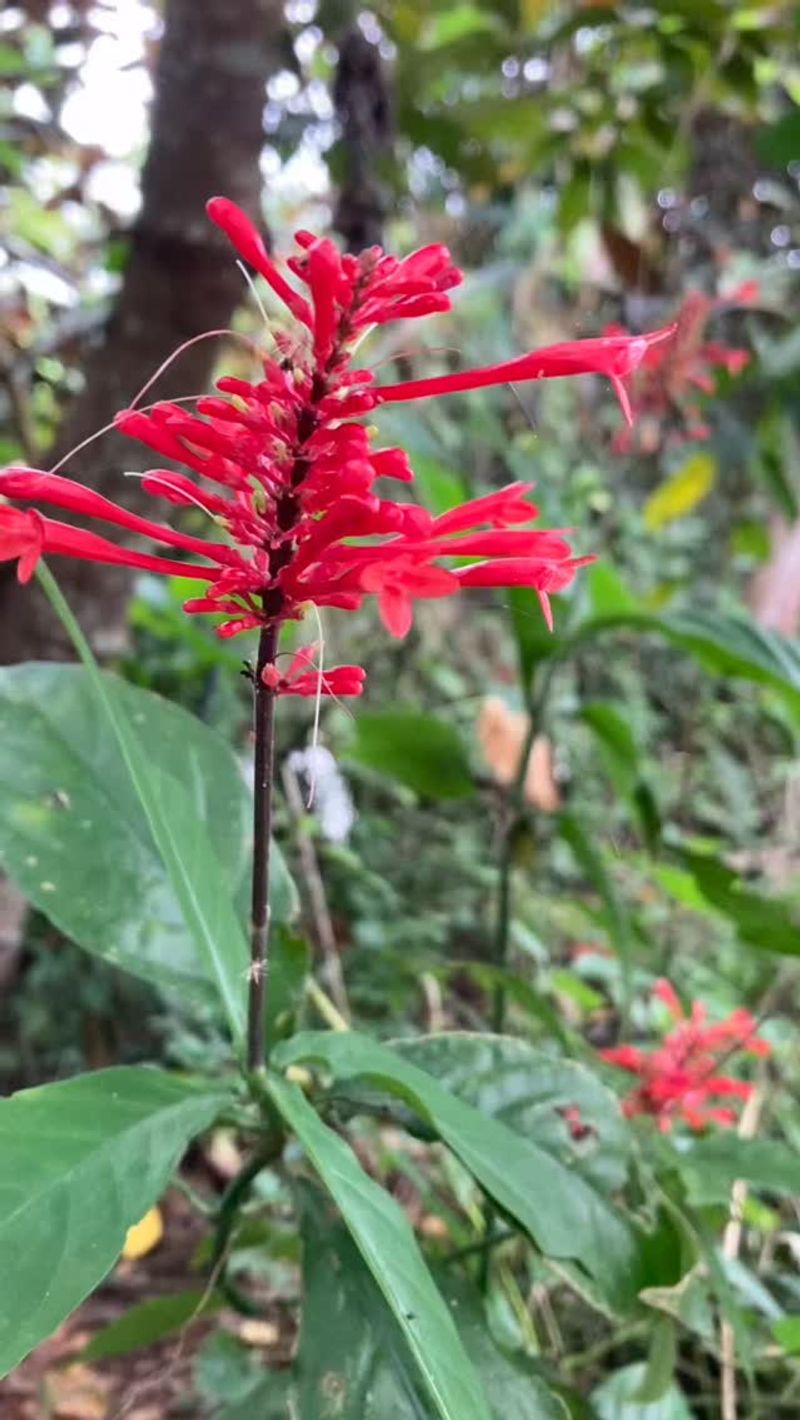 Firespike