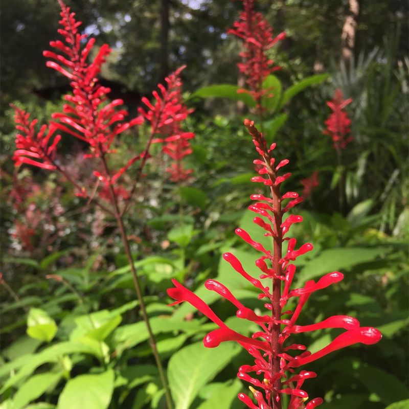 Firespike