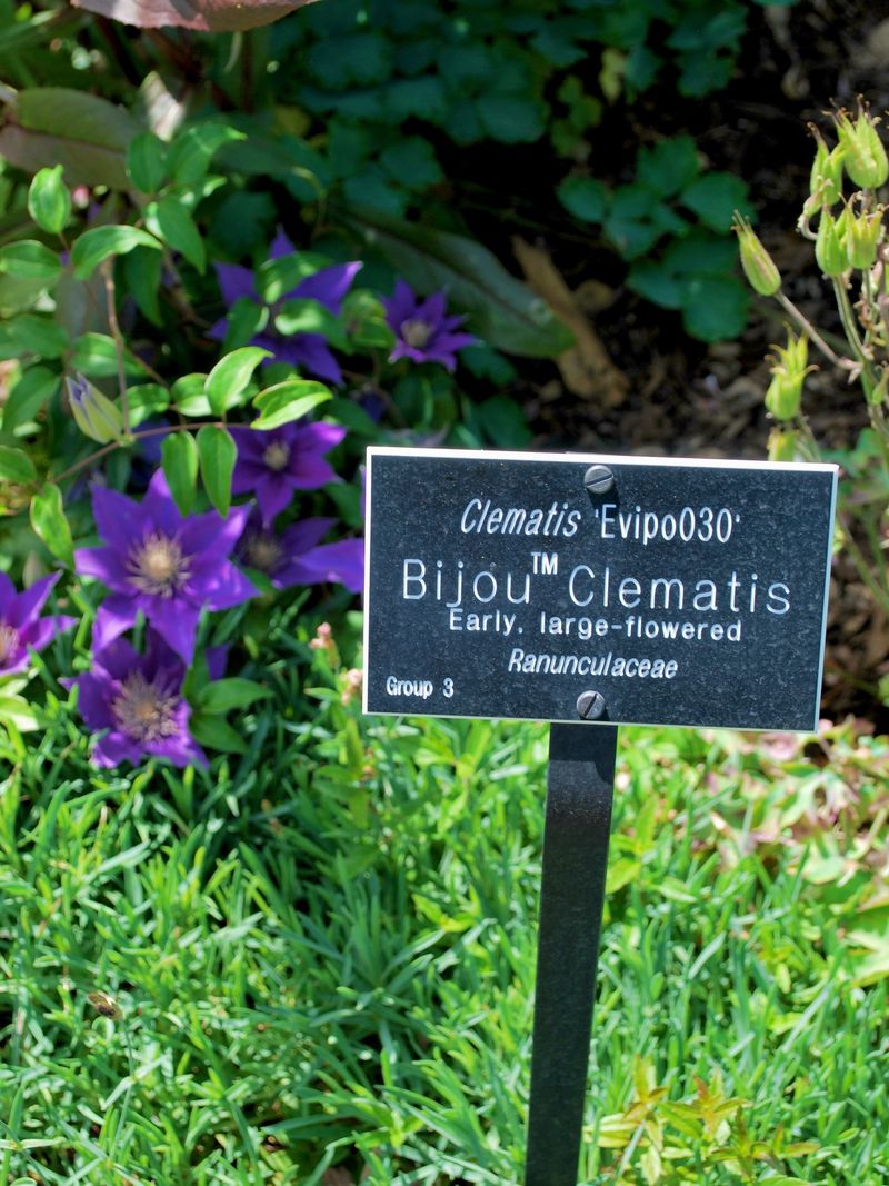 First, Find Out When This Clematis Blooms