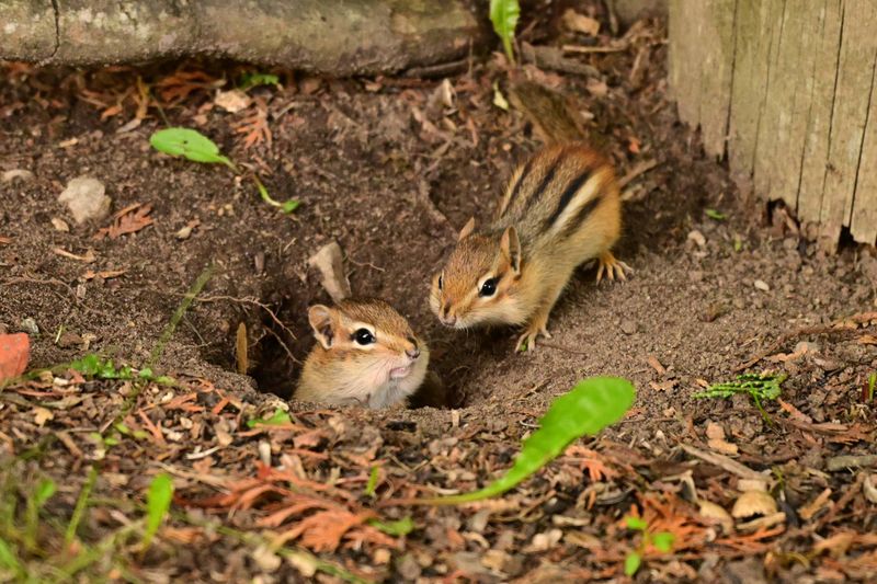 First, confirm that the hole belongs to a chipmunk