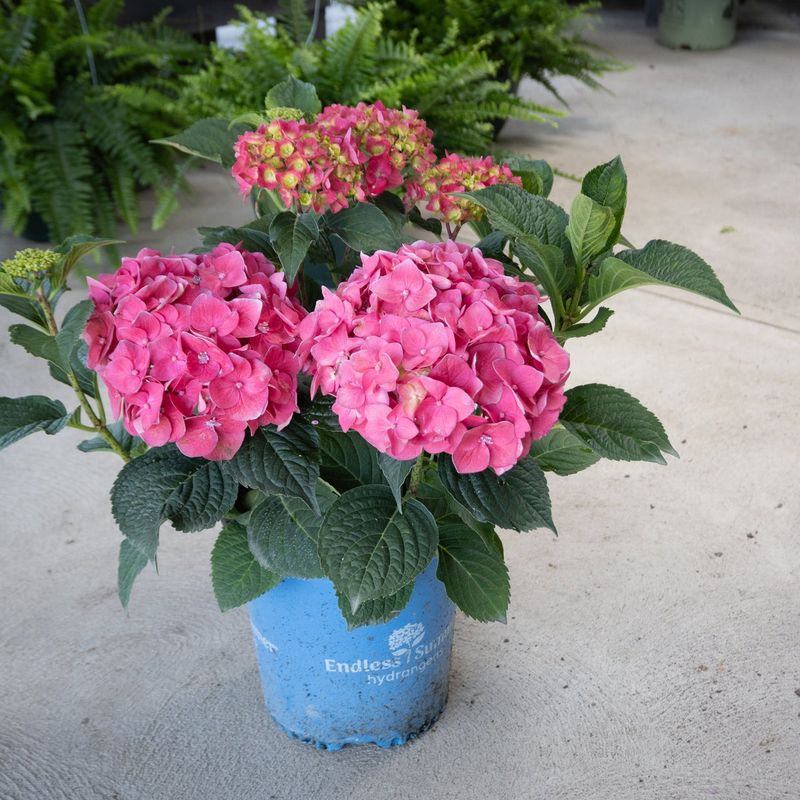 First, confirm that the plant can rebloom