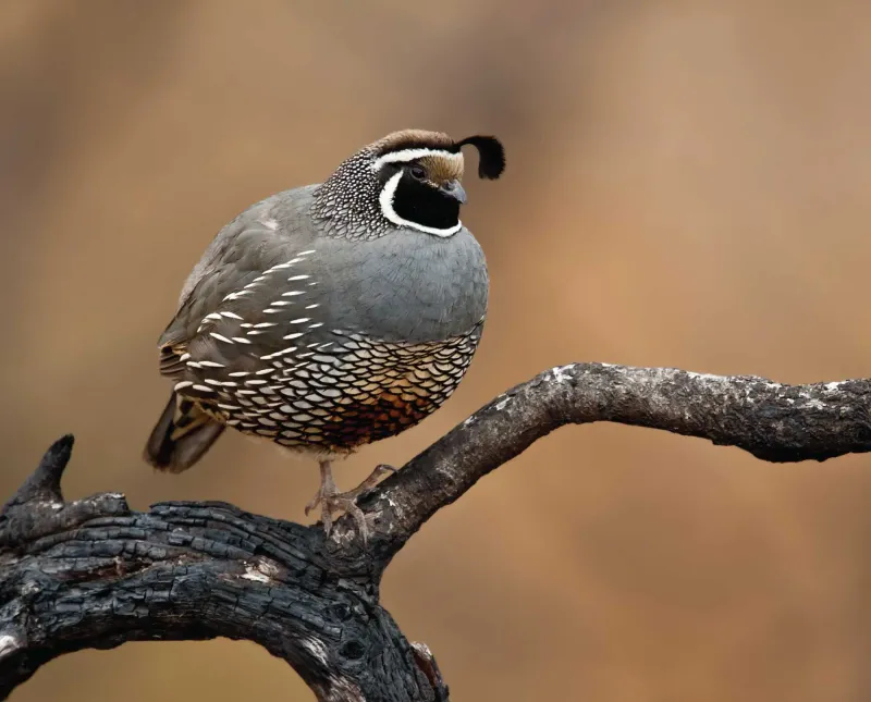 First confirm what kind of quail you are seeing First confirm what kind of quail you are seeing