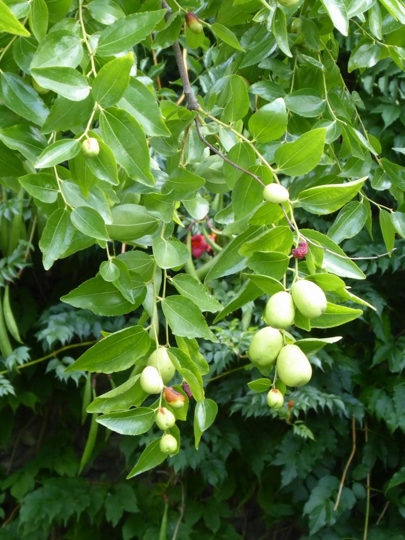 First, confirm which tree the title means