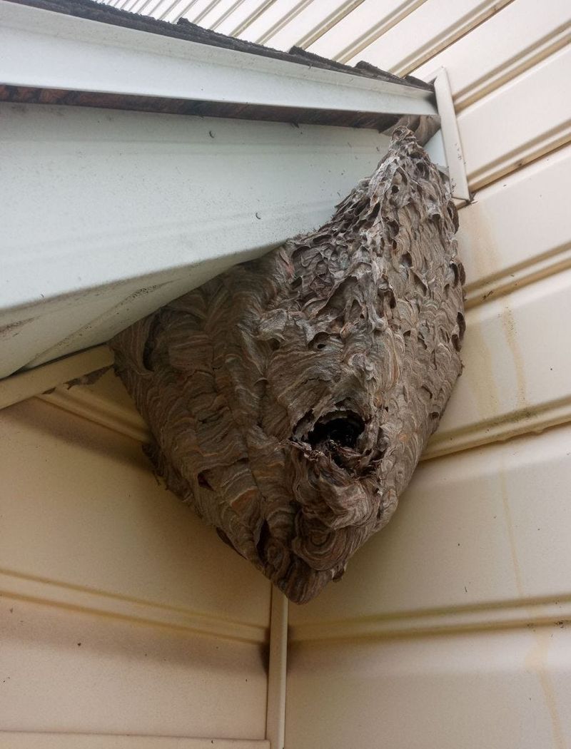 First determine whether a nest is present and which insect built it