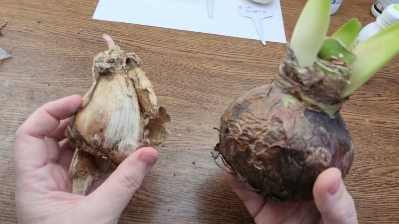 First determine whether the bulb is new or reblooming
