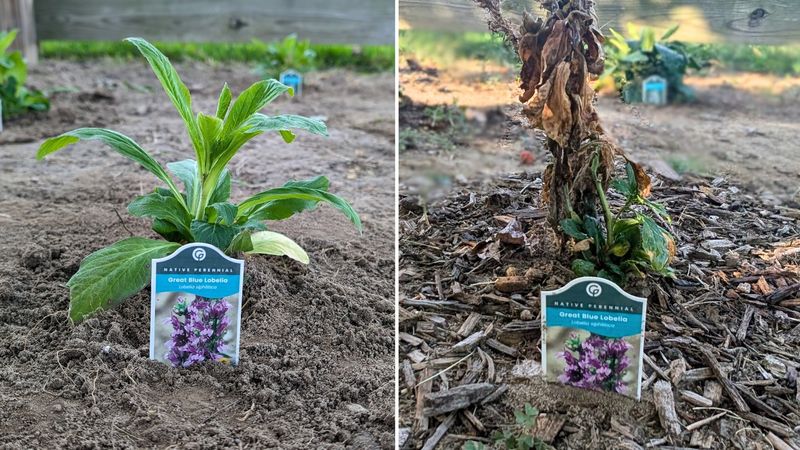 First, determine whether the perennial is dormant or dead