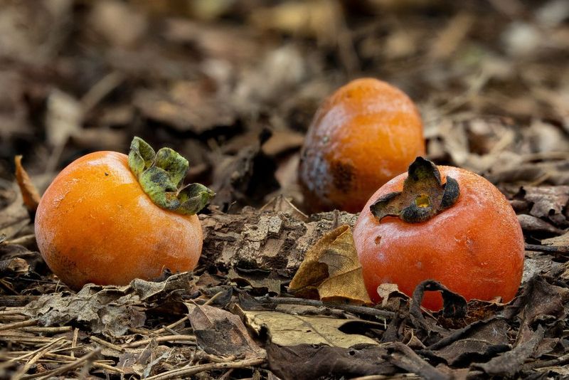 First establish whether the fruit is actually early