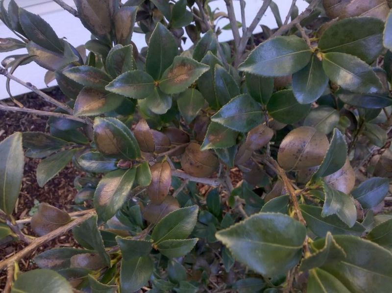 First identify the camellia and the symptom First identify the camellia and the symptom