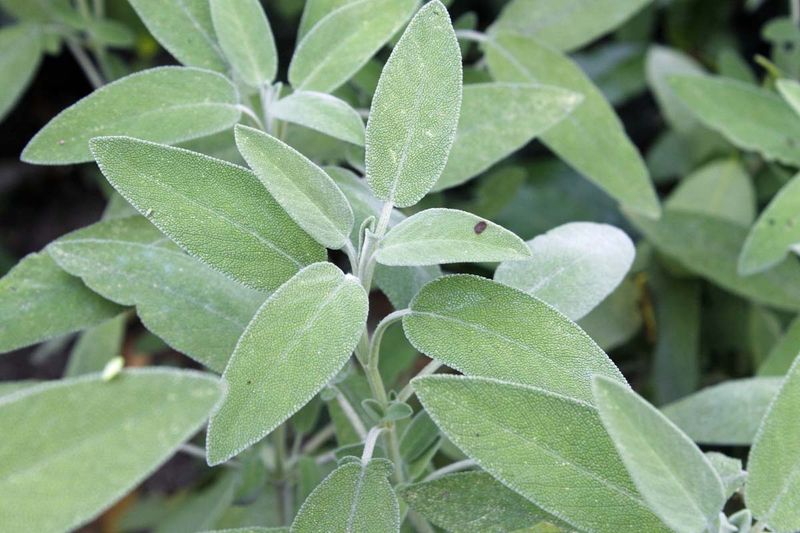 First, identify the sage before you prune First, identify the sage before you prune