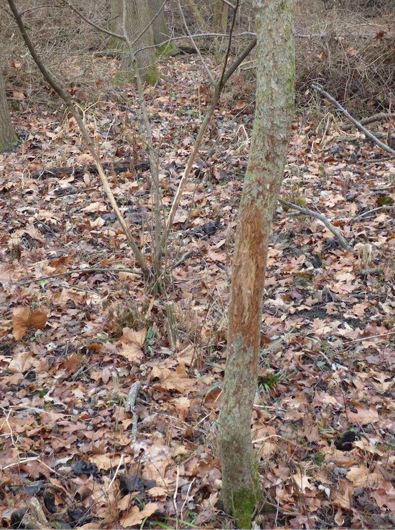 First identify whether deer are browsing, rubbing, or reaching through a barrier
