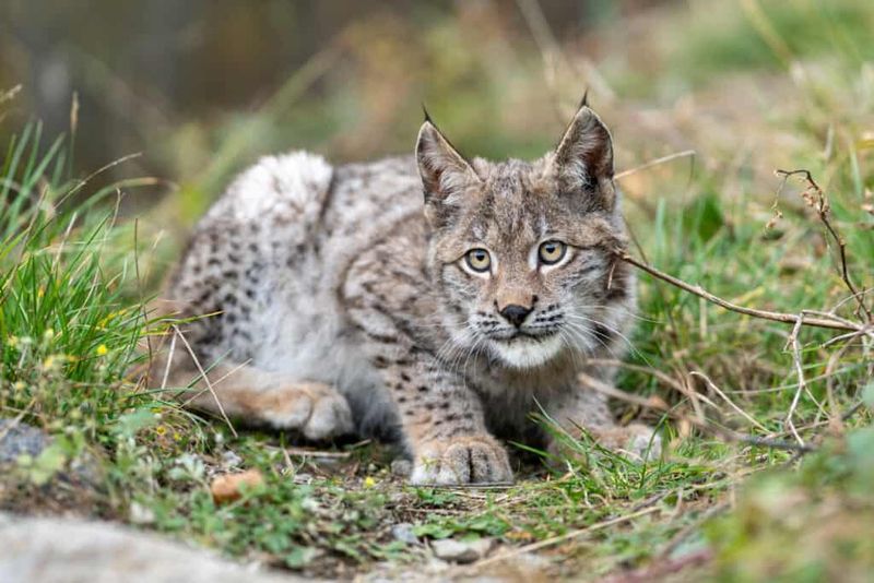 First, make sure the animal is actually a bobcat