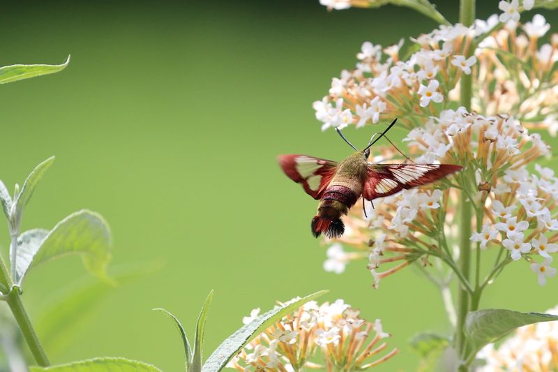 First, make sure the visitor is a hummingbird moth