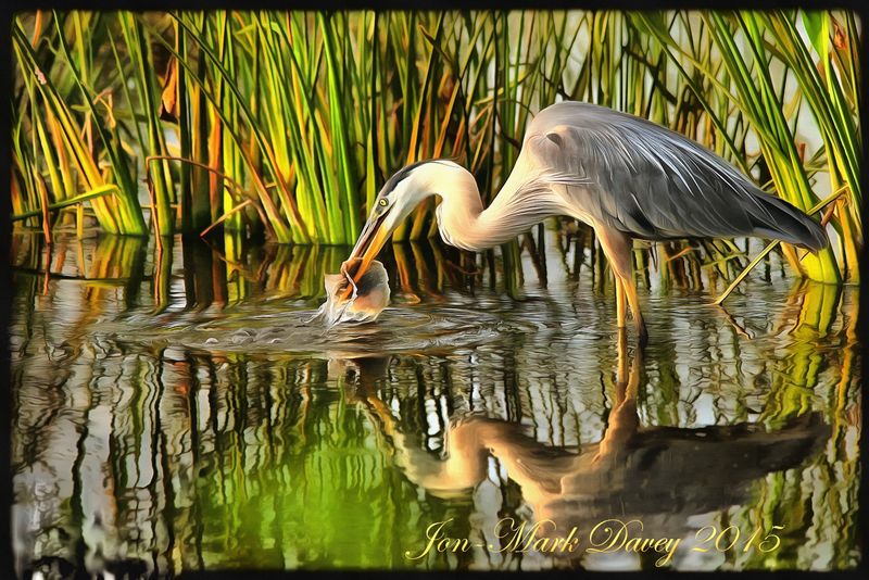 Fish in an accessible pond or canal
