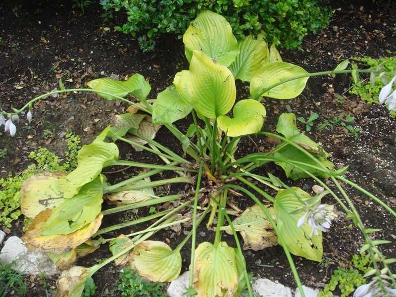 Fix drainage and light problems before winter