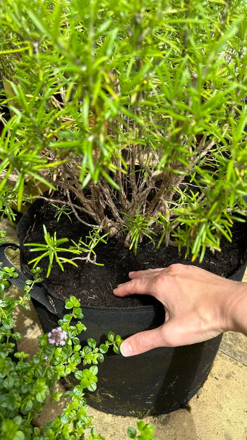 Fix drainage and watering problems that pruning cannot solve Fix drainage and watering problems that pruning cannot solve