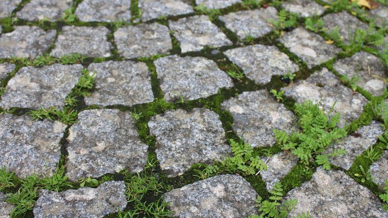 Fix the damp conditions that bring growth back