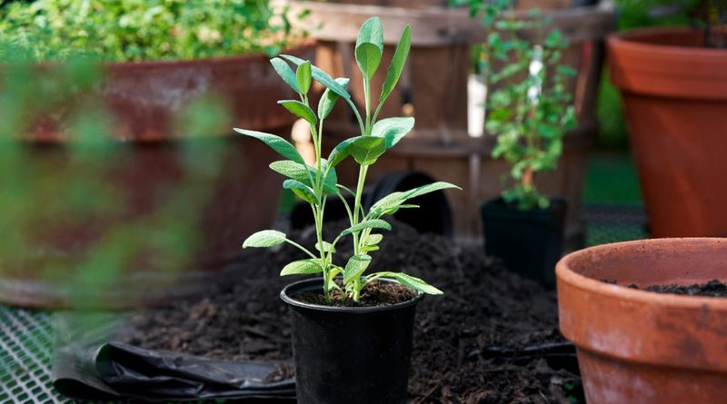Fix the growing conditions that pruning cannot solve Fix the growing conditions that pruning cannot solve