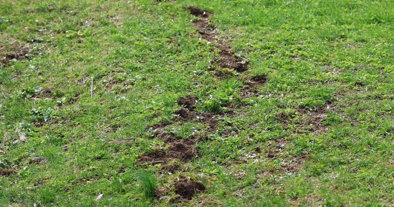 Flatten a suspected ridge to assess activity