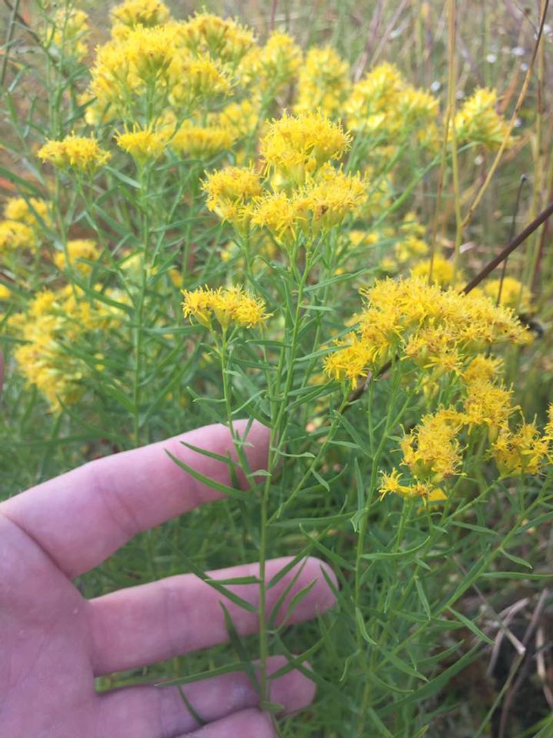 Flattop Goldenrod Flattop Goldenrod