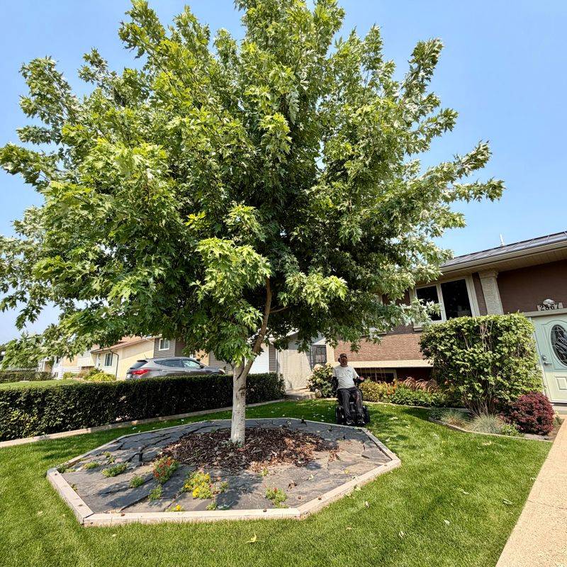 Florida Elm