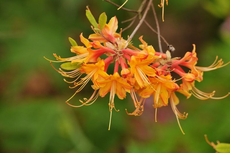 Florida Flame Azalea Florida Flame Azalea