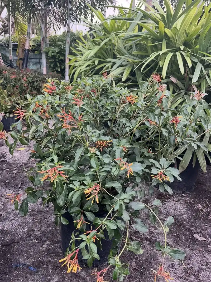 Florida Native Plants Nursery