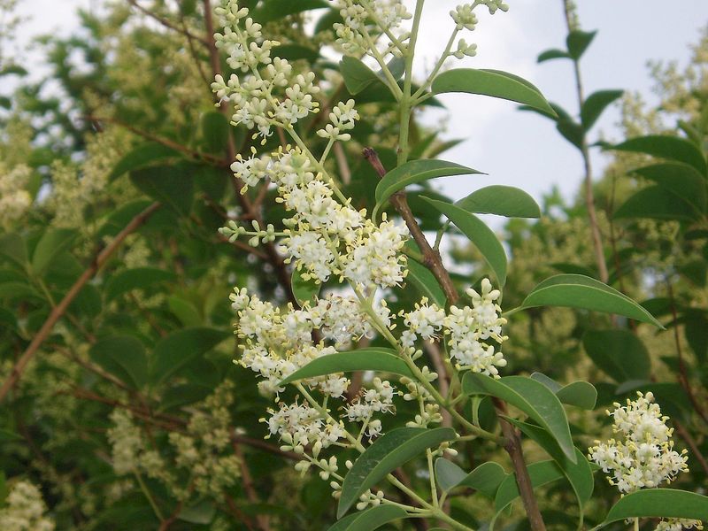 Florida Privet