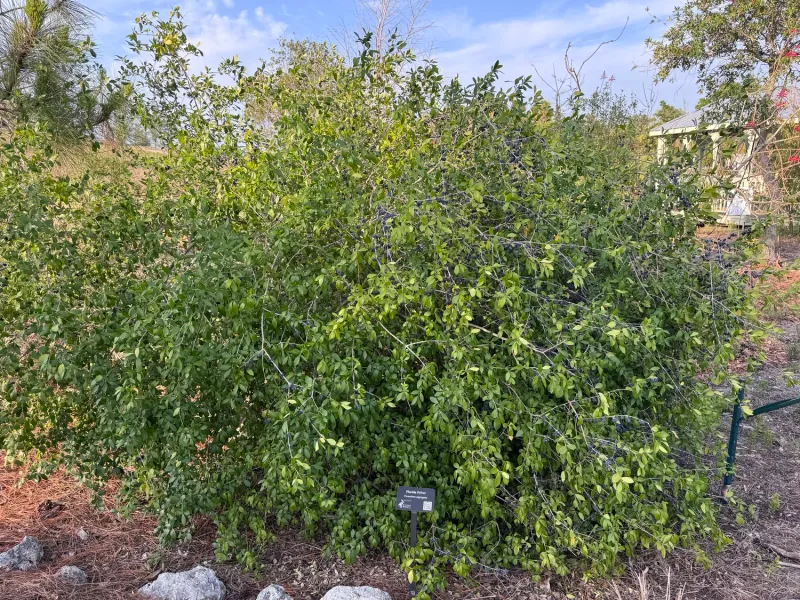 Florida Privet Florida Privet