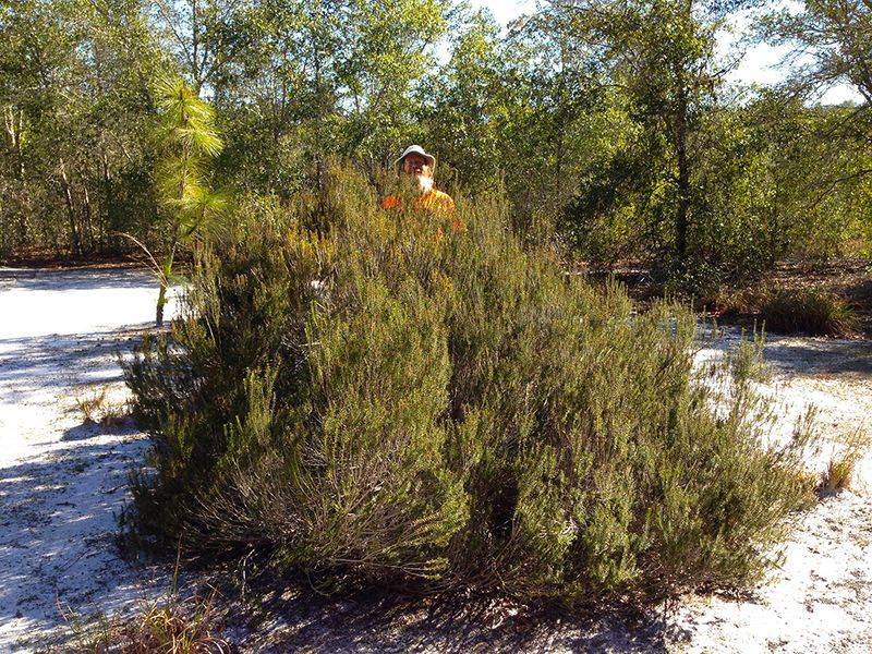 Florida Rosemary Florida Rosemary