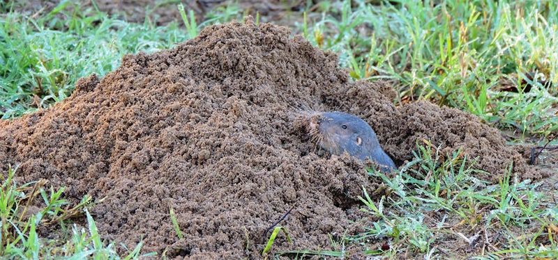 Florida soil and weather can change how long it lasts