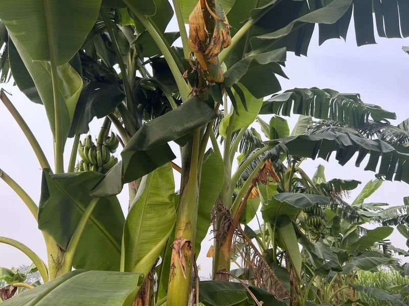 Florida soil turns feeding and protection into recurring jobs