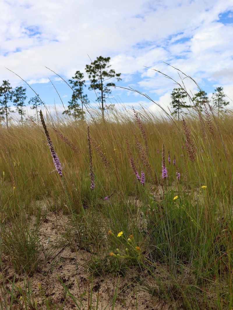 Florida wiregrass belongs to open, dry pine-country habitats