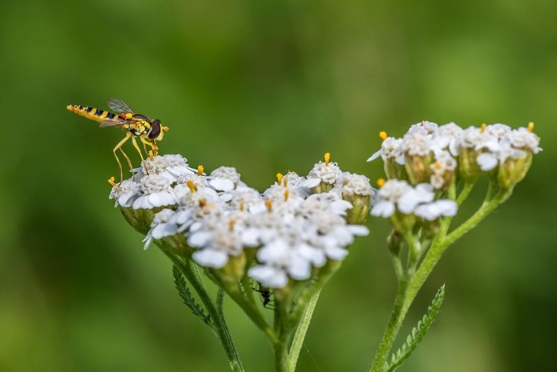 Flower visits do not prove that predatory larvae are breeding nearby